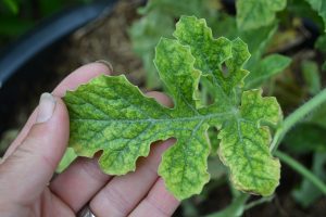 Närbild på ett blad från en melonplanta.