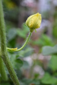 En blomma på en melonplanta.