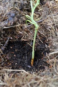 En melonplanta på tillväxt
