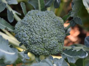 Ett maffigt skördeklart broccolihuvud