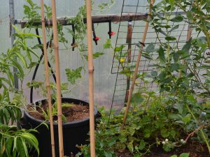 Melonplanta växer i en stor kruka i ett tunnelväxthus