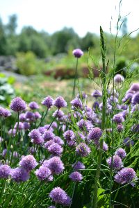 Gräslöksblommor