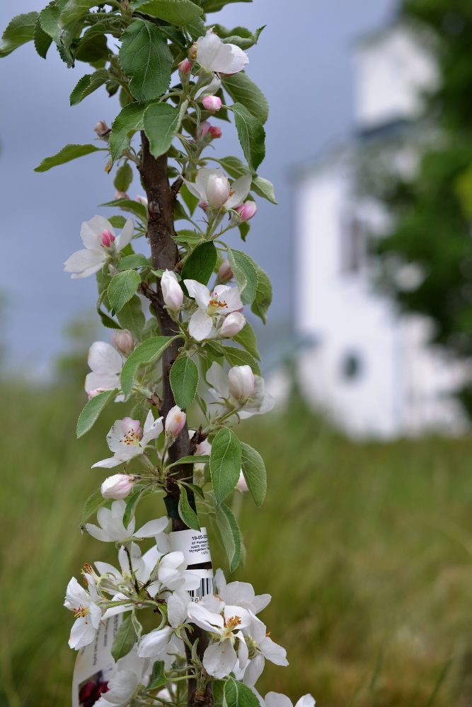 Columnar Trees for the Cottage Garden Sara Bäckmo