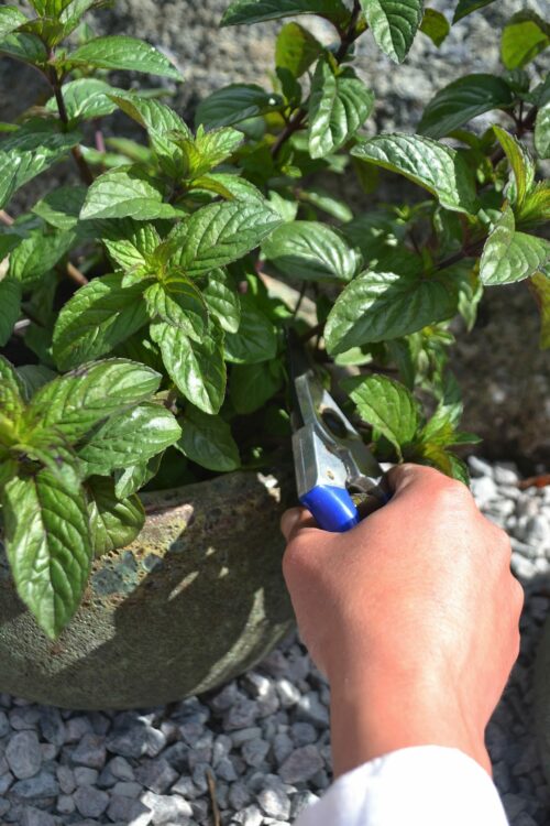 Harvest And Dry Mint For Tea Sara S Kitchen Garden