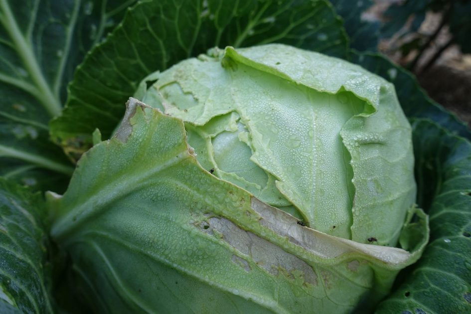 Why Is My Cabbage Splitting? Sara's Kitchen Garden