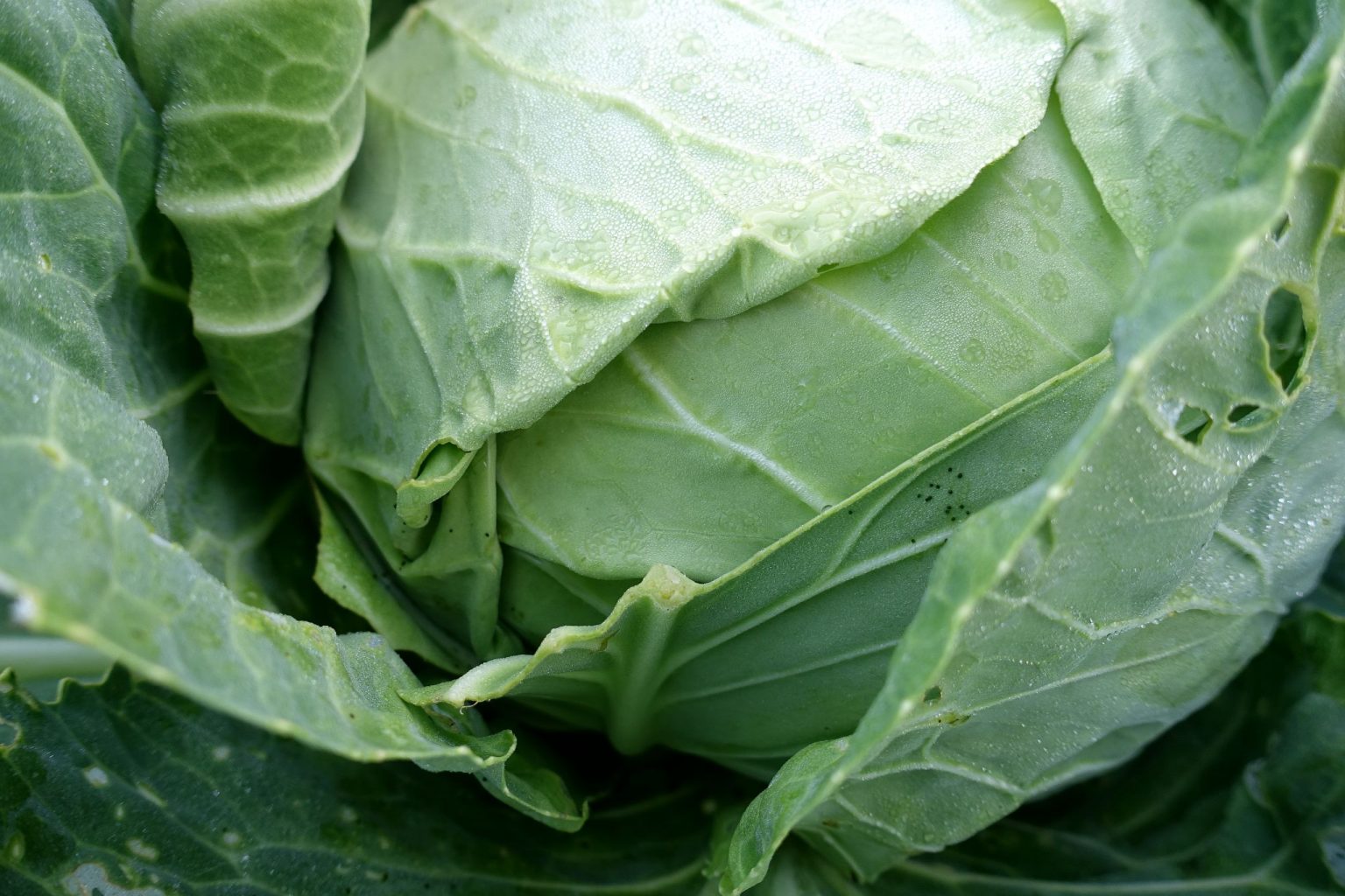 Why Is My Cabbage Splitting? Sara's Kitchen Garden