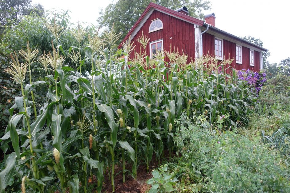 How and When to Harvest Corn – Sara's Kitchen Garden