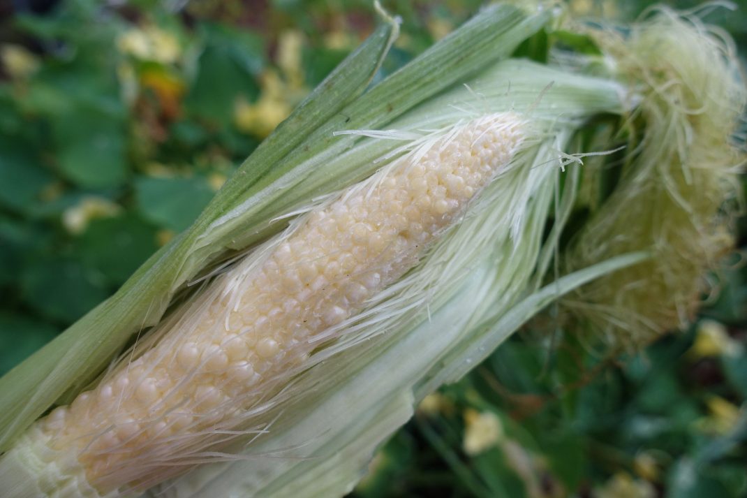 When To Harvest Corn  Homesteading Guide For Happy Harvesters