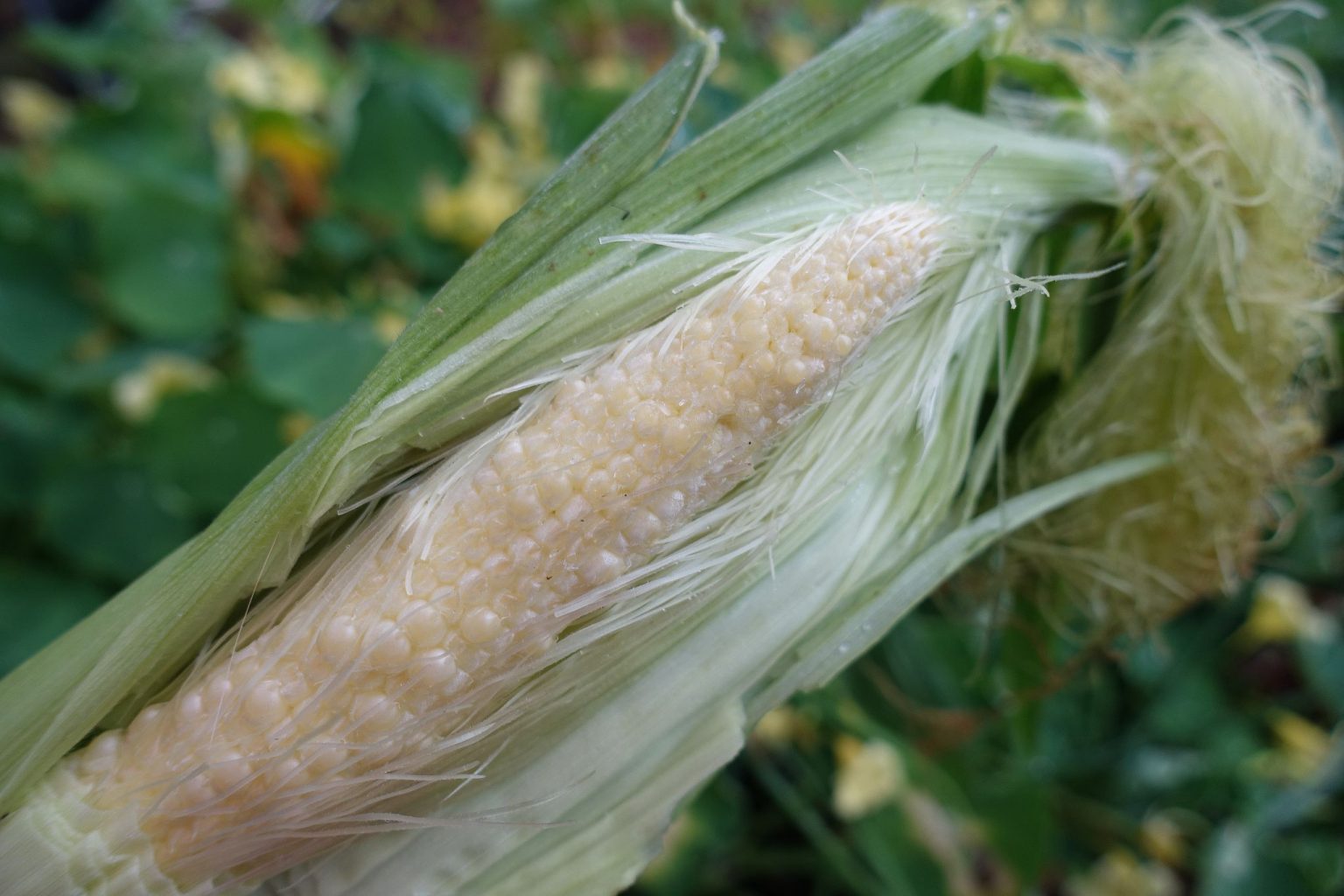 How and When to Harvest Corn – Sara's Kitchen Garden
