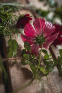 Rosenskära fotograferad underifrån, med rosa kronblad.