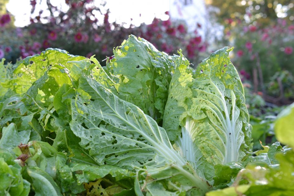 Q&A about Napa Cabbage Sara's Kitchen Garden