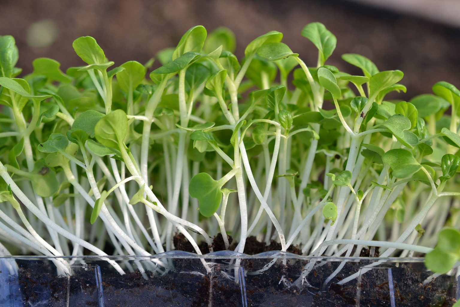 How to Grow Bok Choy Microgreens – Sara's Kitchen Garden