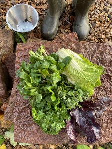En stövelklädd odlare har lagt nyskördade grönsaker på en sten - salladskål, vintersallat, ärtskott, persilja och rödbladig sallat.