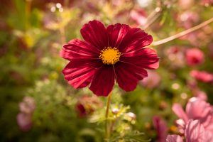 Rosenskära i trädgården