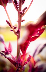 Amarant som snittblomma