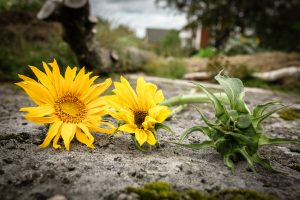 Solros i olika stadie att ha i bukett
