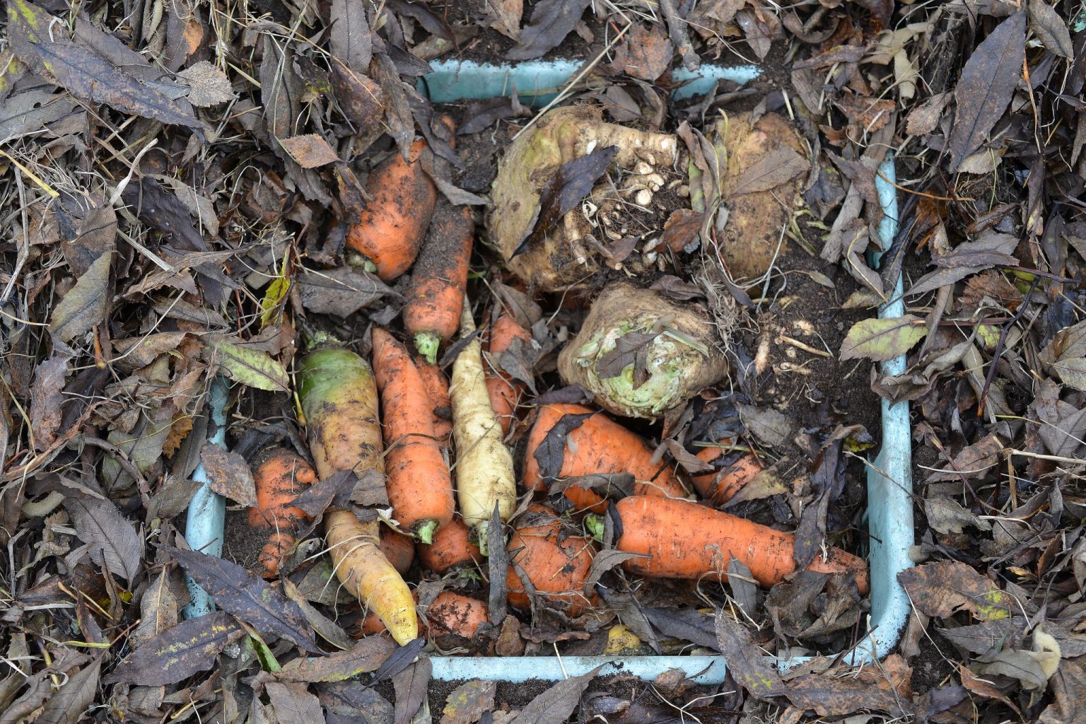Storing Carrots in a Root Clamp Sara's Kitchen Garden