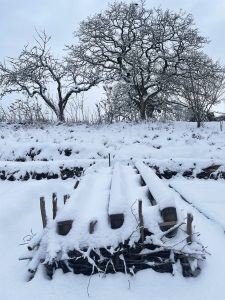 En täckodlad köksträdgård i vinterskrud.
