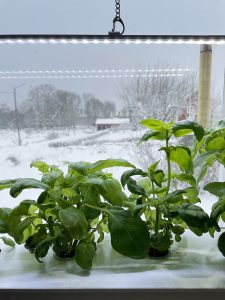 Gröna frodiga basilikaplantor i en hydroponisk odlingslåda under växtbelysning.