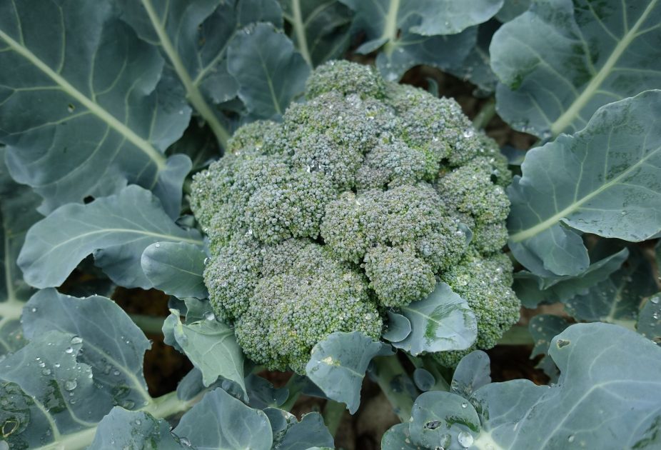 Sara's Favorites: Baby Matsuri Broccoli – Sara's Kitchen Garden