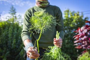 Snittblommor från pallkrage