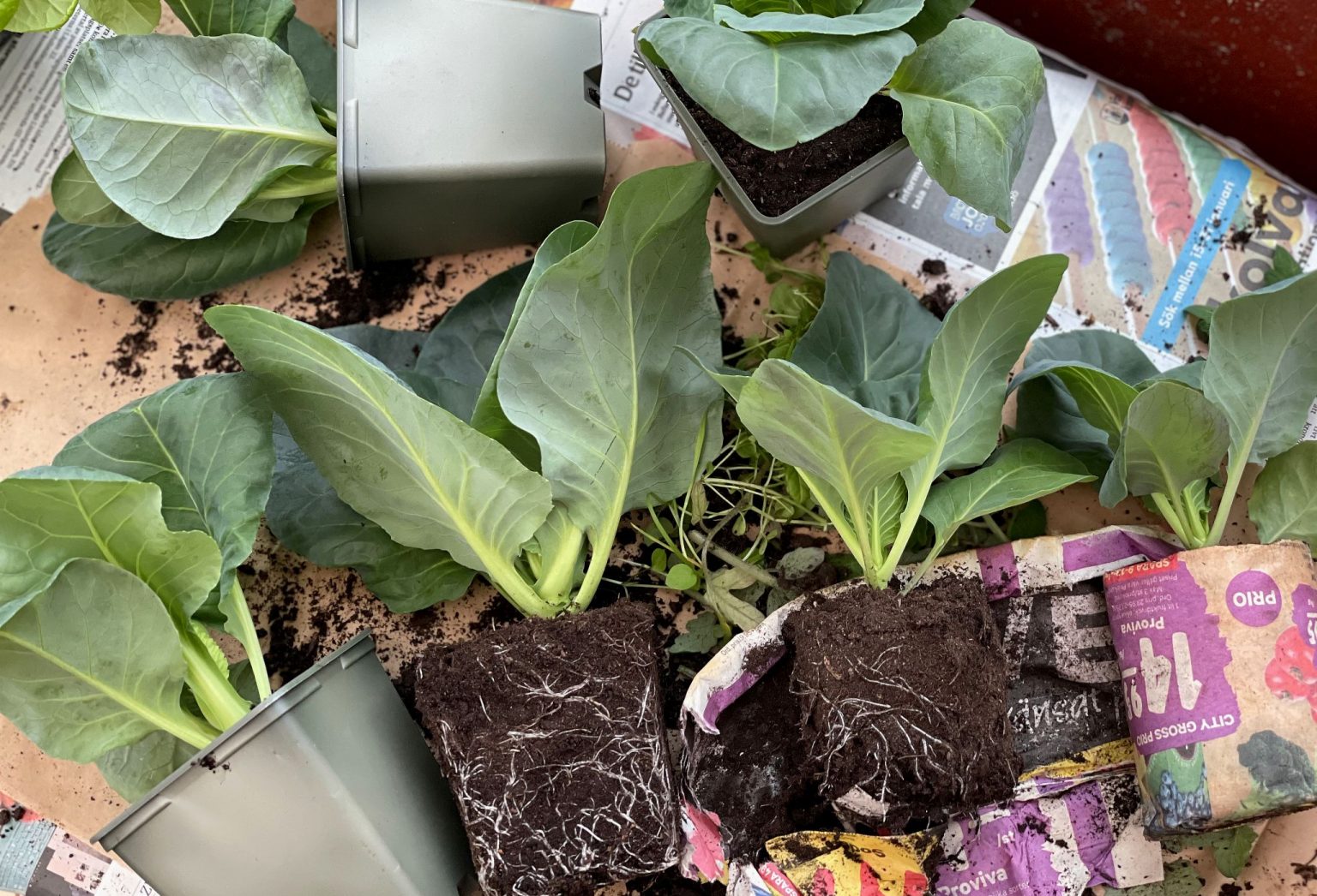 Planting Cabbage Outside How and When? Sara's Kitchen Garden