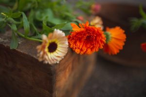 Ringblommor som snittblommor