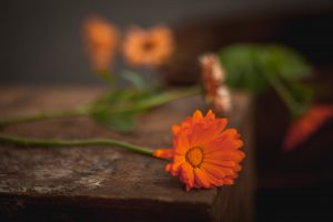 Ringblomma som snittblomma