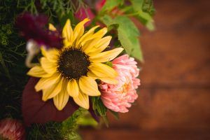 Solros som snittblomma