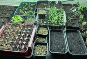Små plantor i olika tråg under växtbelysning.