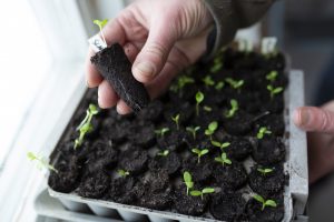 Odling i pluggbrätte