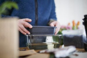 Sara vattnar plastbytta med sådd