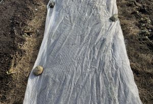 Närbild på en vit duk eller nät på marken.