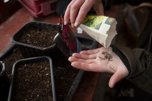 Vintersådd av snittblommor