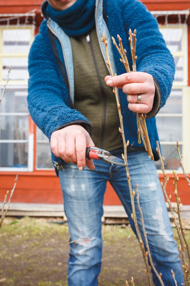 Grow blackcurrants with cuttings.