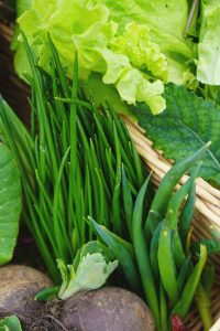 Nyskördad gräslök