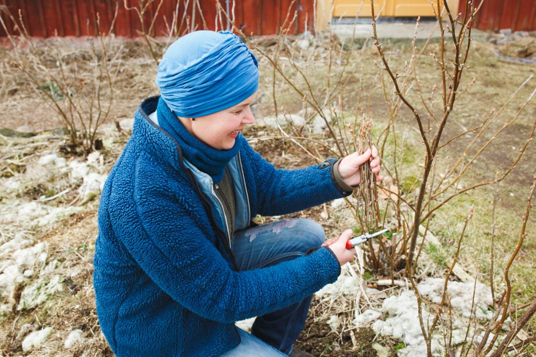 Grow blackcurrants