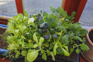 Pluggbrätte av bladgrönsaker