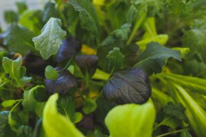 Pak choi i pluggbrätte