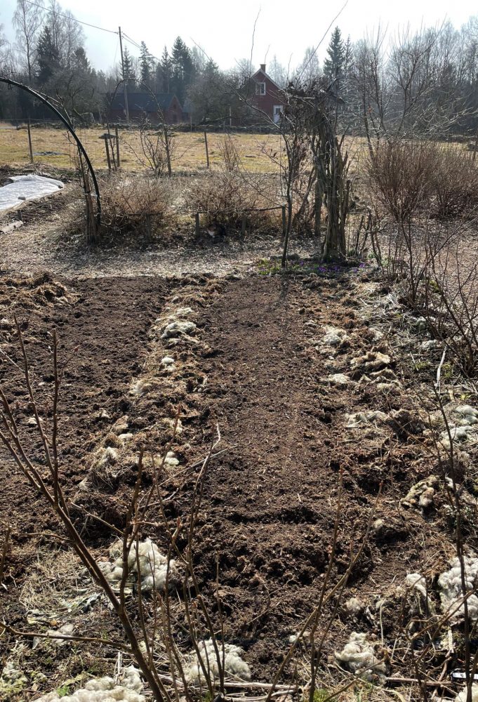 Köksträdgård med bar jord och täckmaterial. 