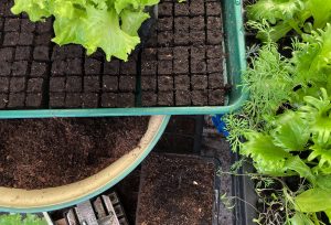 Bild med jord, växter och fröpåsar.