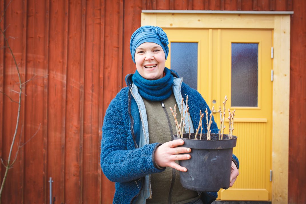 Sara med sticklingar av svarta vinbär