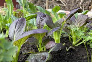 Gröna blad med lila ton.