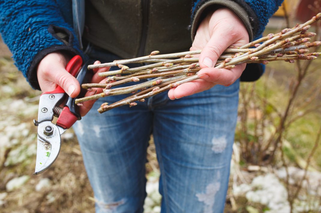 Grow blackcurrants with cuttings.