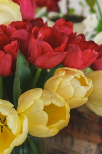 Hemmaodlade tulpaner