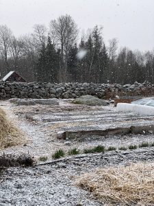 En köksträdgård i aprilväder.