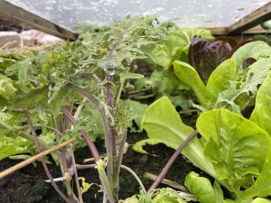 I varmbänken frodas grönkål och sallat.