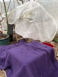 Täcken och fiberdukar skyddar plantor i ett tunnelväxthus.