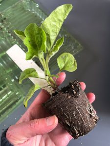 En planta i en hand.