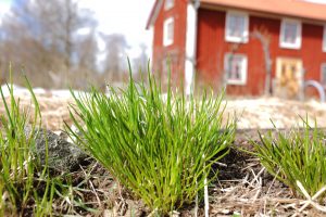 Gräslök i trädgården
